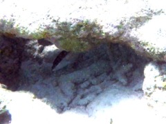 Yellowmouth Grouper Juvenile (10