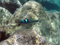 Blueheaded Wrass (6