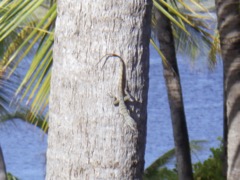 Bonaire Anole (4