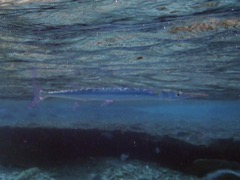 Flat Needlefish (15