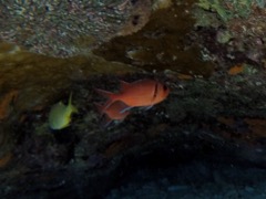 Barred Soldierfish (6