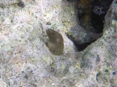 Goldentail Moray Eel (12
