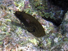 Goldentail Moray Eel (12