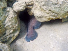 Greater Soapfish (12