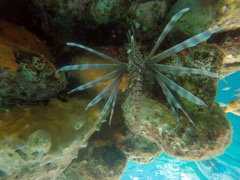Linofish (6