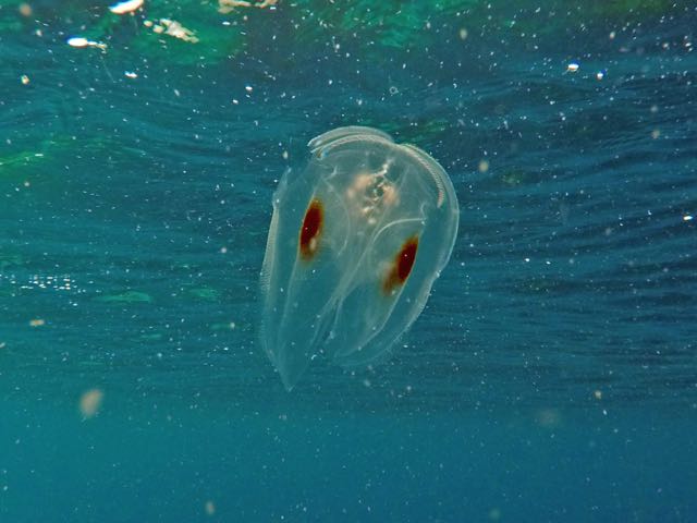 Spot winged Comb Jellyfish
