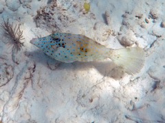 Scrawled Filefish (24