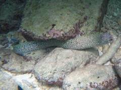 Spotted Moray Eel (6')