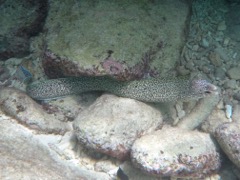 Spotted Moray Eel (6')