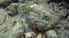 Spotted Scorpionfish Macro