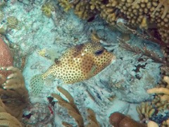 Spotted Trunkfish (10