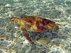 Tolo Reef Klein Bonaire Green Sea Turtle