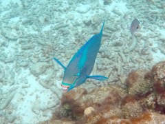 Queen Parrotfish (14