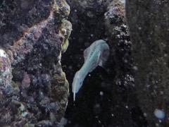 Trumpfish