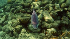 Bermuda Chub (14