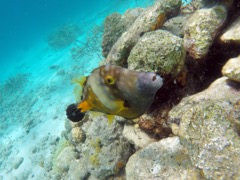 Orange-Spoted Filefish (14