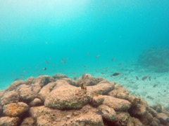Harbour Villiage Reef
