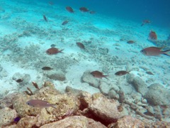 Harbour Villiage Reef