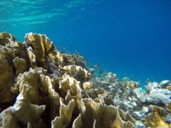 Ibi's Reef