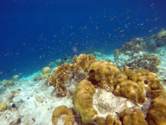 Ibo's Reef