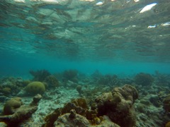Ibo's reef