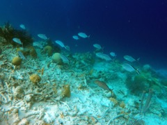 Ol’ Blue (Tolo) reef