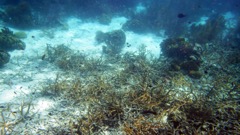 Toko Reef