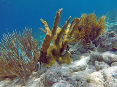 Tolo Reef