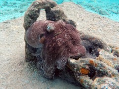Harbor Villiage Carribean Reef Octopus