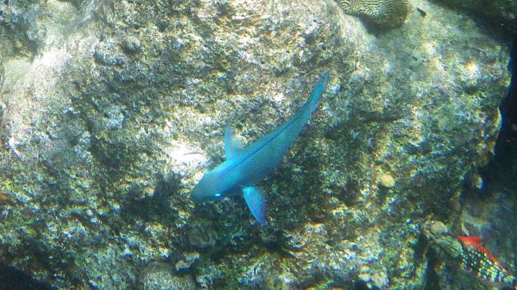 Blue Parrotfish (Female) (12
