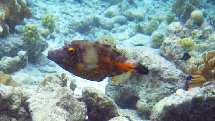 White spotted Filefish (10