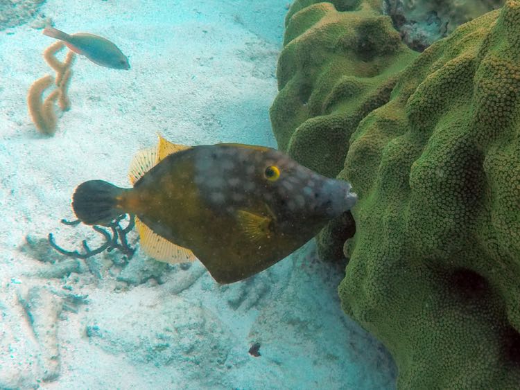 White Spotted Filefish (15