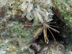 Arrowhead Crab