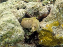 Goldentail Eel