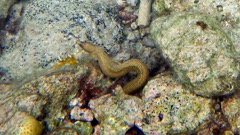 Goldentail Eel