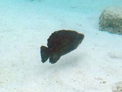 Greater Soapfish (10