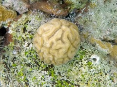 Grooved Brain Coral baby (Not Golfball coral)
