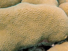 Lobed Star Coral (close)