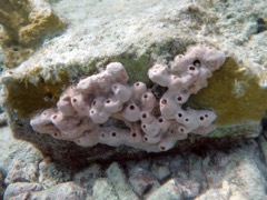 Lumpy Overgrowing Sponge