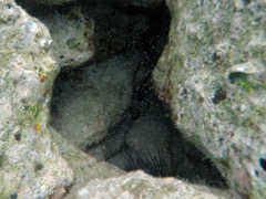 Mysid Shrimp (littel white dots)