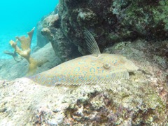 Peacock Flounder (12