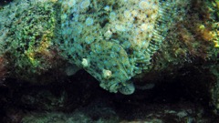 Peacock Flounder Macro