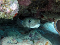 Porcupinefish (18