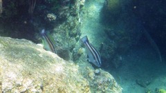 Princes Parrotfish Juvenile (10