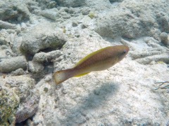 Princess Parrotfish Initial (6