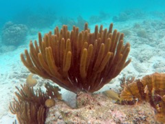 Black Searod Coral