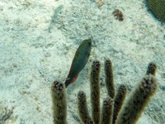 Redband Parrotfish (12
