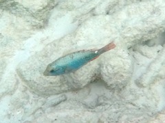 Redband Parrotfish Initial Phase (6