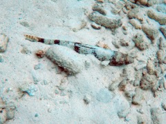 Sand Diver (12