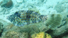 Scrawled Filefish (15